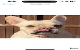 French Bulldog dogs for stud: 🔥 SIMBA 🔥 French Bulldog for Stud - Advert 3