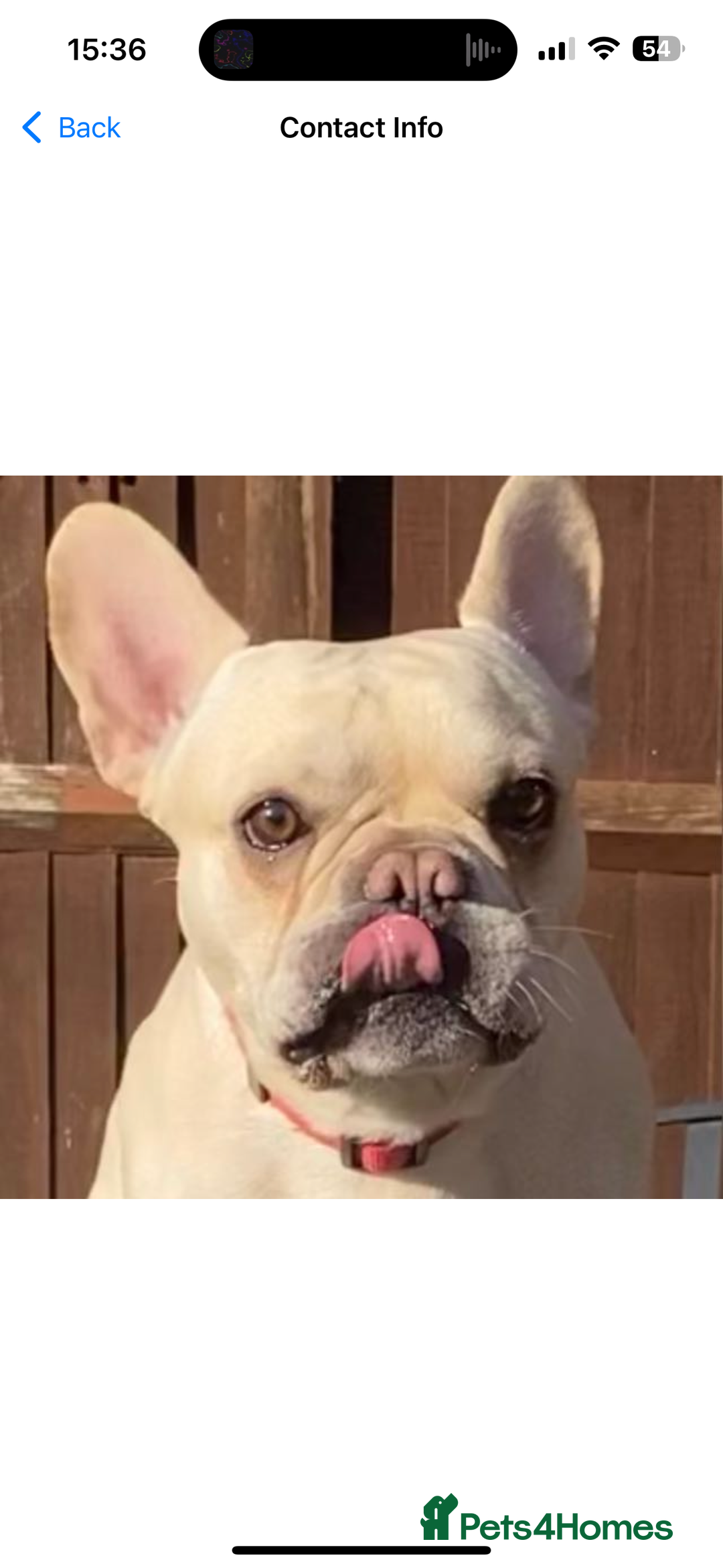 French Bulldog dogs for stud: 🔥 SIMBA 🔥 French Bulldog for Stud - Advert 3