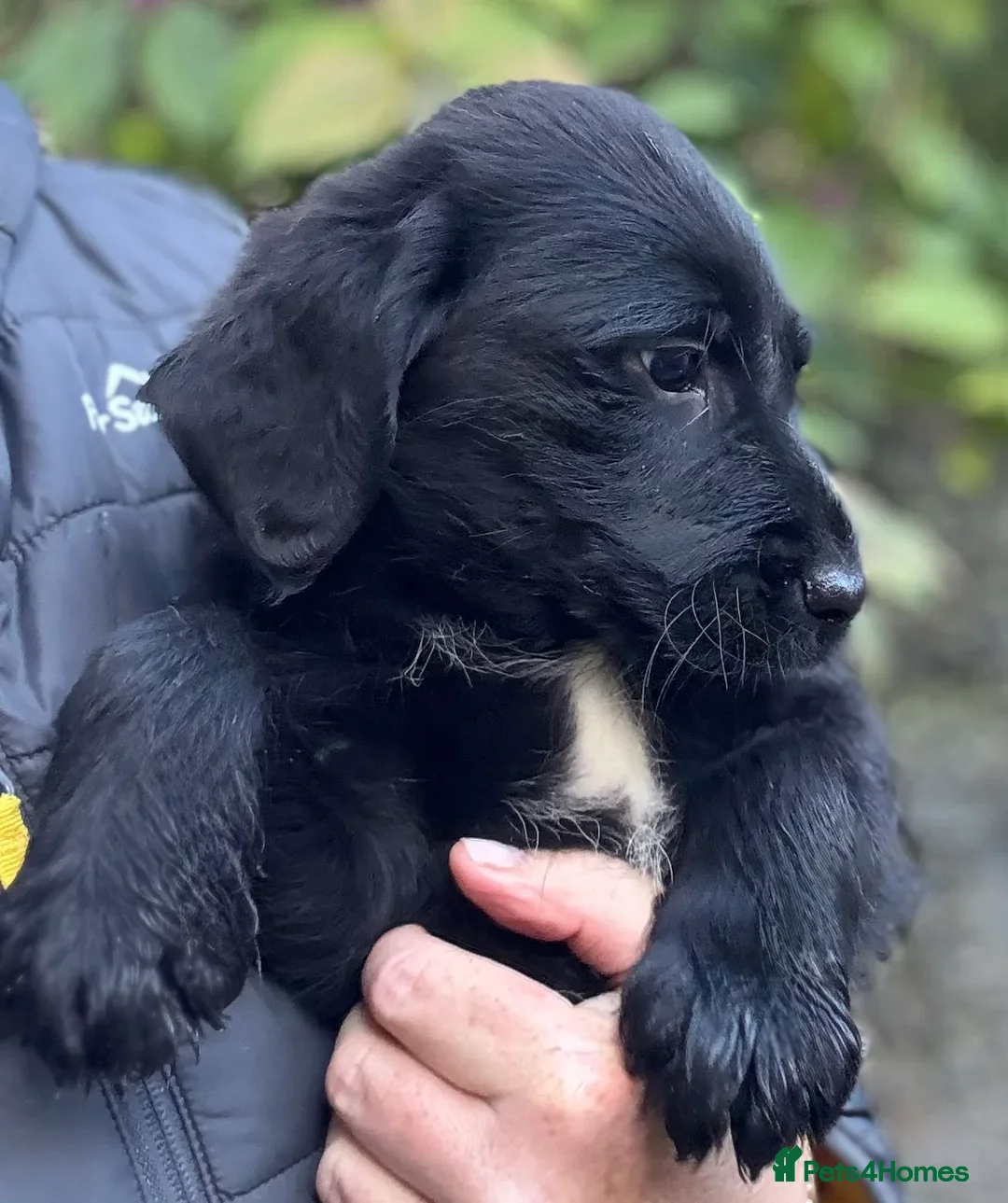 Labradoodle dogs for sale: Fully Vaccinated, Lab x Australian Labradoodles  - Image 5