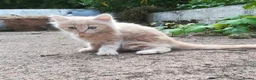 Mixed Breed cats for sale: AMAZING, BEAUTIFUL, CLEVER, HEALTHY KITTENS - Advert 10