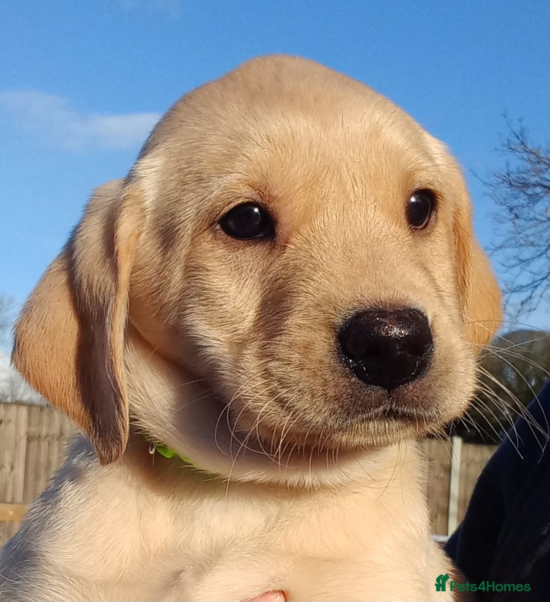 Labrador Retriever dogs for sale: KC Reg labrador puppies for sale  - Advert 3
