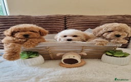 Poochon dogs for sale: 🧸poochon puppies 🧸 - Image 2