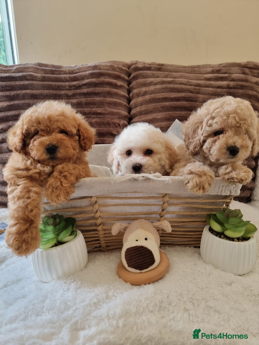 Poochon dogs for sale: 🧸poochon puppies 🧸 - Image 2