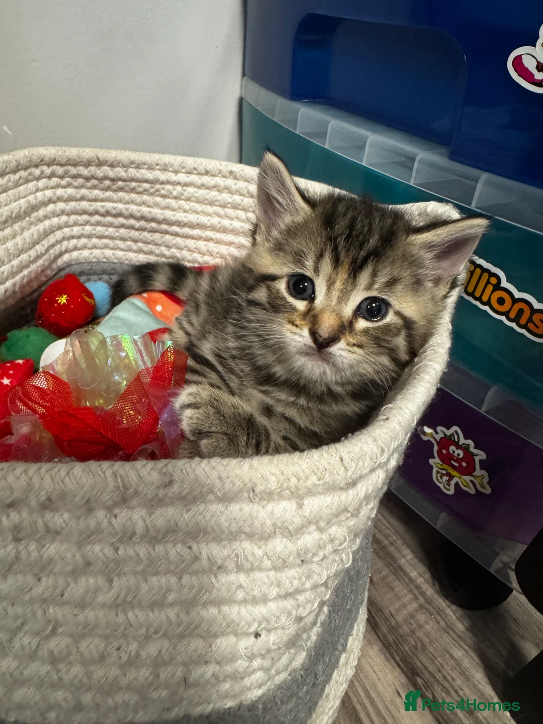Mixed Breed cats for sale: 2 female and 2 male kittens  - Advert 2