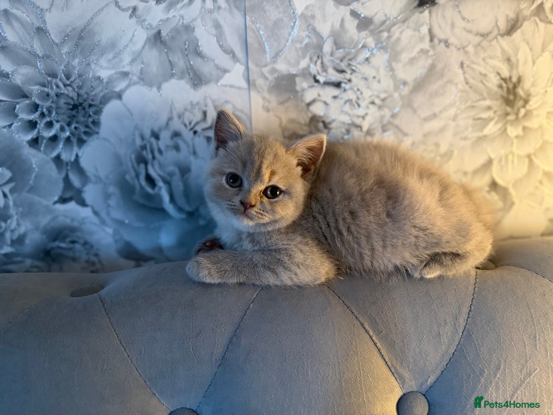 British Shorthair cats for sale: 3 Plush British shorthair kittens ❤️ - Advert 20