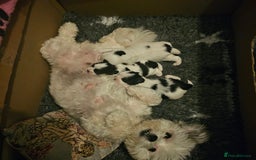 Mi-Ki dogs for sale: Mi-ki beautiful puppies arrived  - Image 9