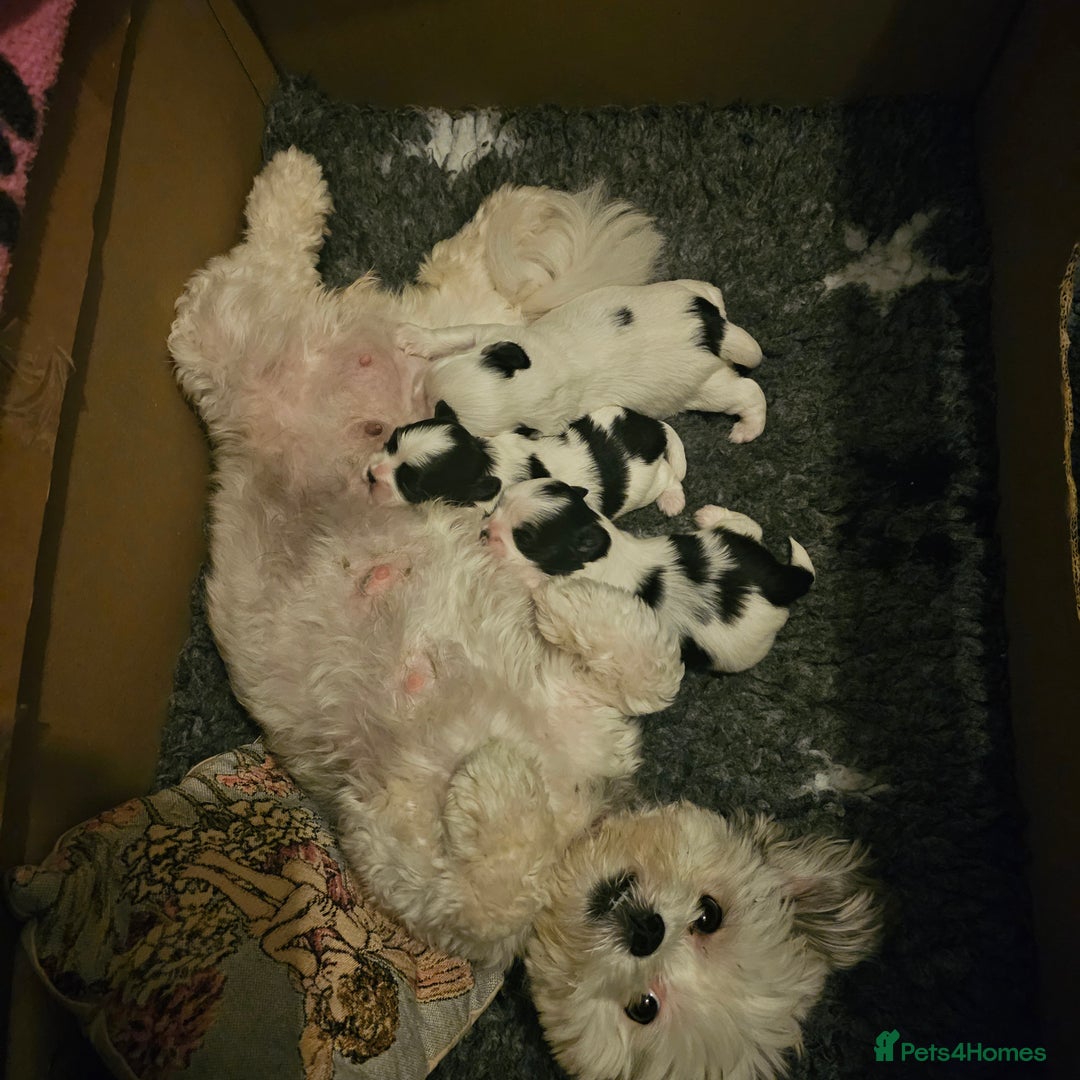Mi-Ki dogs for sale: Mi-ki beautiful puppies arrived  - Image 9