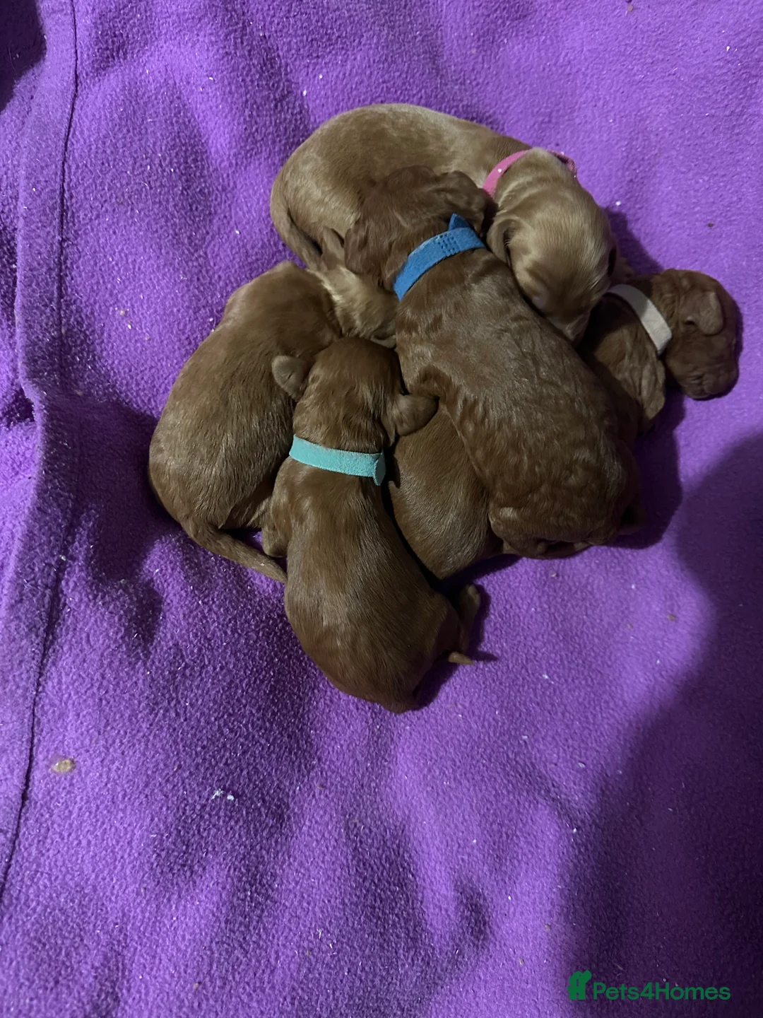Cockapoo dogs for sale: 4left ready to leave 13th Feb - Advert 11