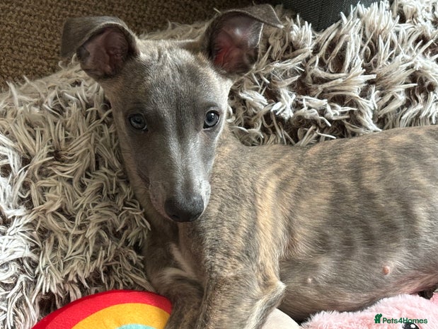 Whippet dogs - Advert 1