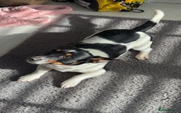 Jack Russell dogs for sale: Tri short legged jack Russell puppies - Image 13