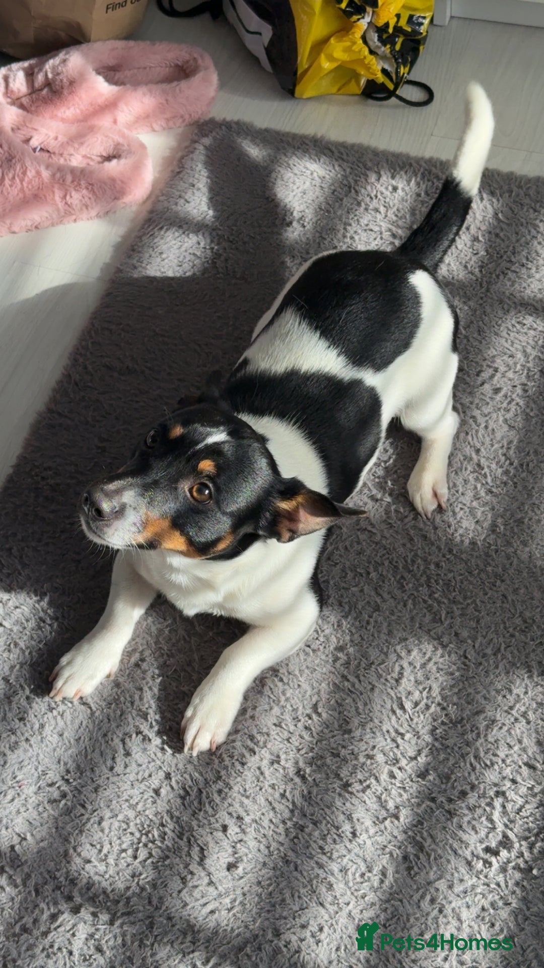 Jack Russell dogs for sale: Tri short legged jack Russell puppies - Image 13