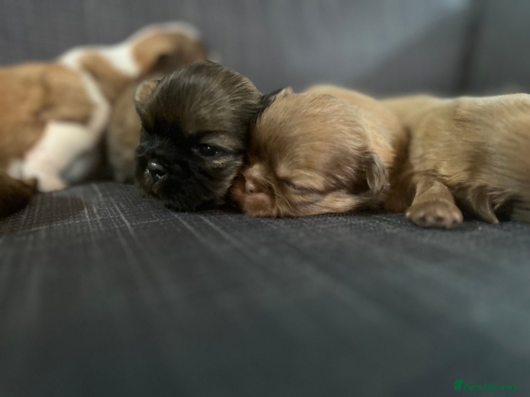 Shih Tzu dogs for sale: Beautiful litter or imperial Shih Tzu puppies  - Advert 15