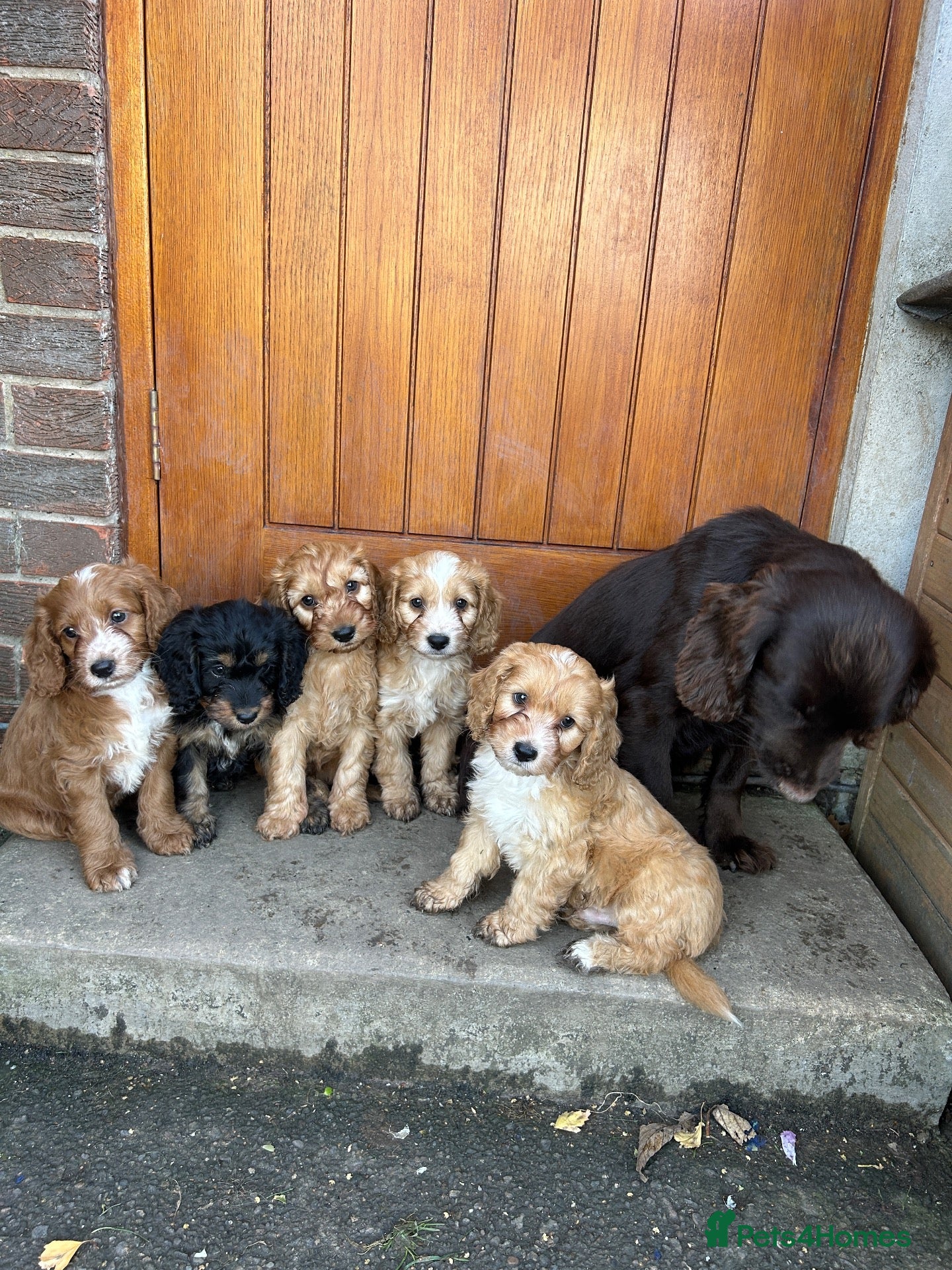 Cockapoo dogs for sale: F1 Cockapoo Puppies - Advert 1