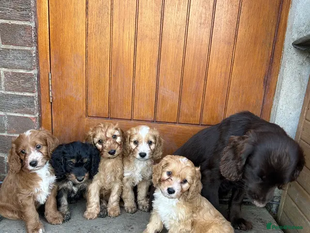 Cockapoo dogs for sale: F1 Cockapoo Puppies - Advert 1