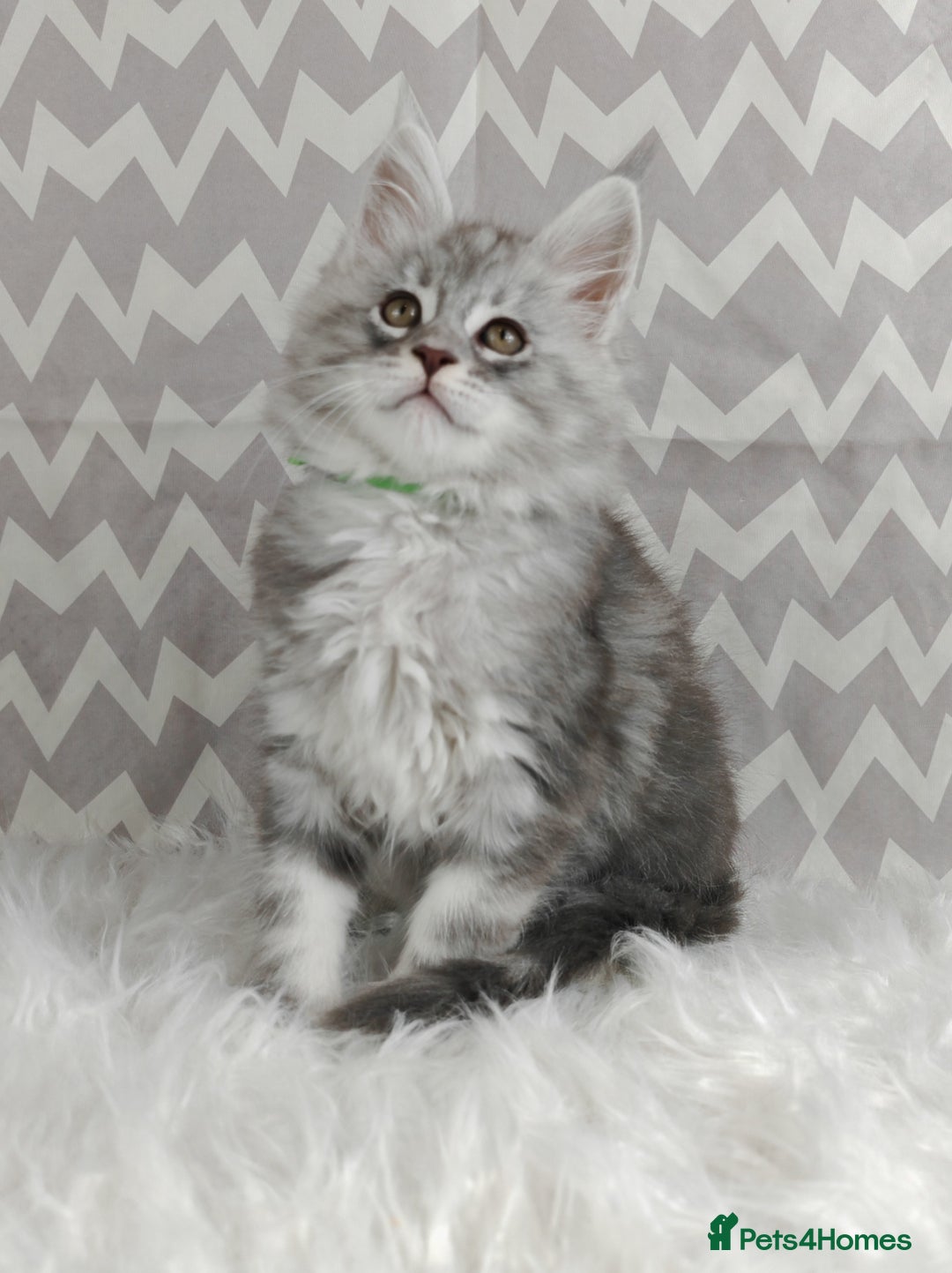 Maine Coon cats for sale: ACTIVE REGISTER BOY SHADED LINE - Advert 3