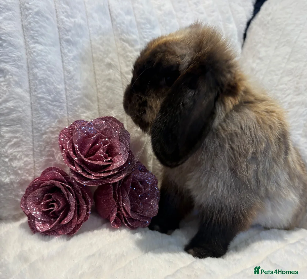 Mini Lop rabbits for sale: Mini Lop Female - Advert 1
