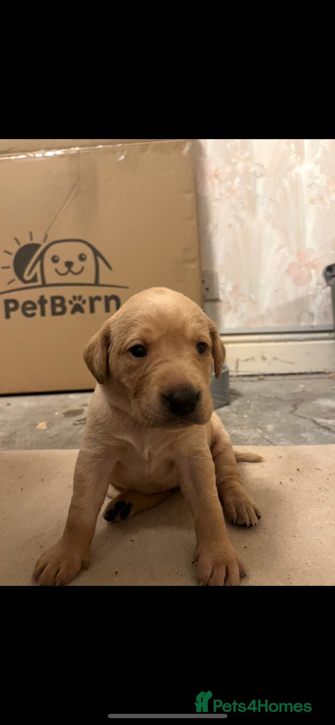 Labrador Retriever dogs for sale: KC Registered Fox Red and Yellow Labrador Puppies  - Advert 11