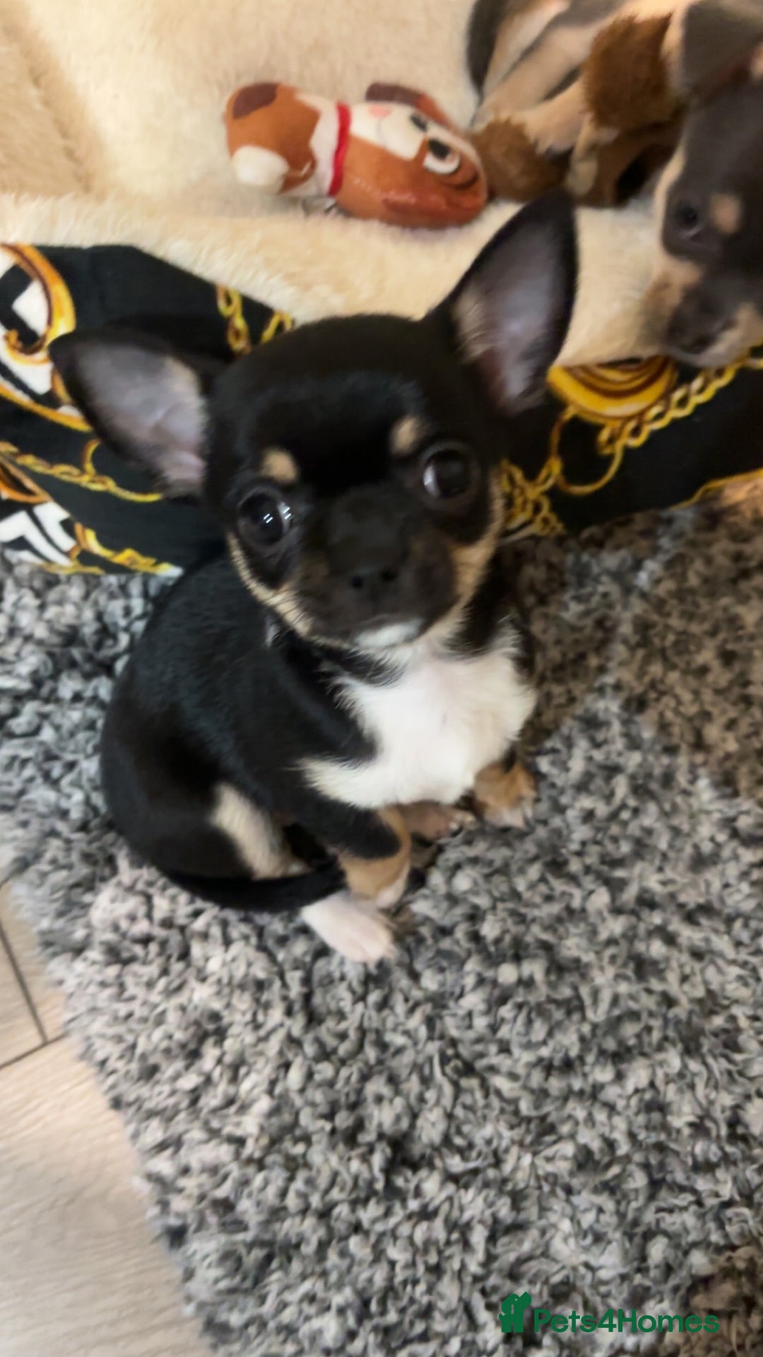 Chihuahua dogs for sale: Chihuahua puppies 2 female, 1 male  - Advert 5