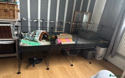 Guinea Pig rodents for sale: Guinea pig brothers for sale  - Image 5