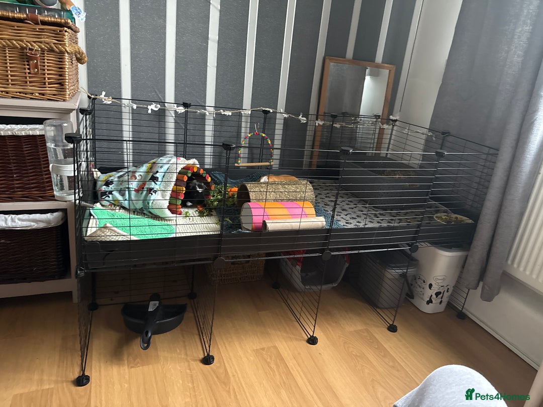 Guinea Pig rodents for sale: Guinea pig brothers for sale  - Image 5