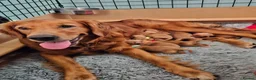 Golden Retriever dogs for sale: Fox Red Pedigree Golden Retriever Puppies for sale in Swadlincote - Advert 5