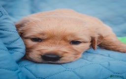Golden Retriever dogs for sale: Golden Retriever Puppies KC Dad  - Image 10