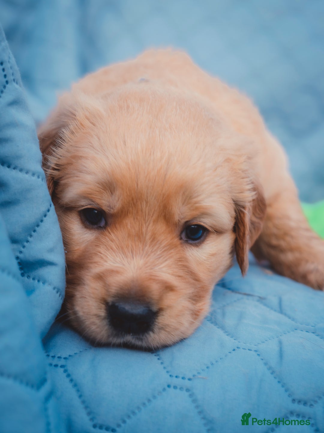Golden Retriever dogs for sale: Golden Retriever Puppies KC Dad  - Image 10