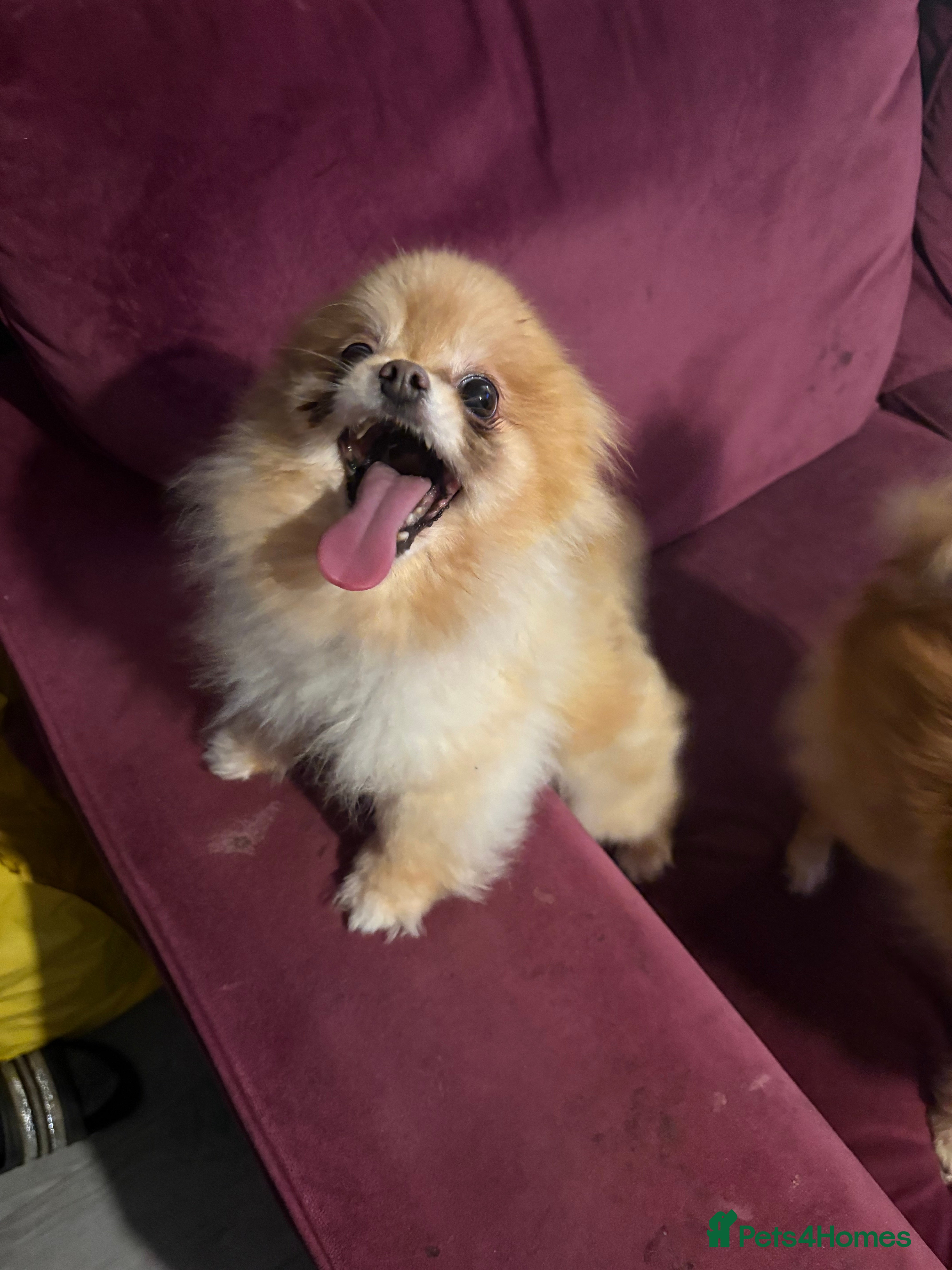 Pomeranian dogs Roxy roo - Advert 12