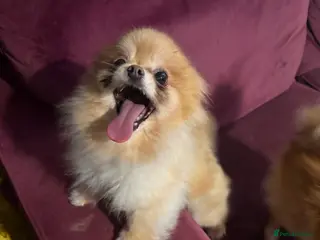 Pomeranian dogs Roxy roo - Advert 12