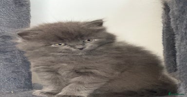 British Shorthair cats - Advert 1