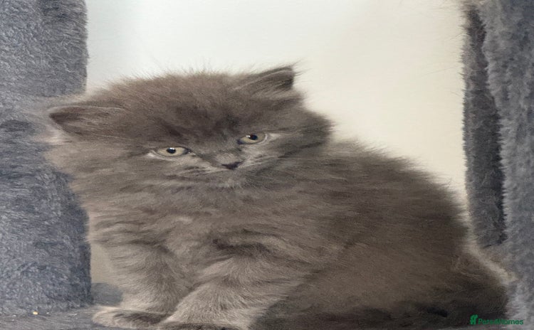 British Shorthair cats - Advert 14