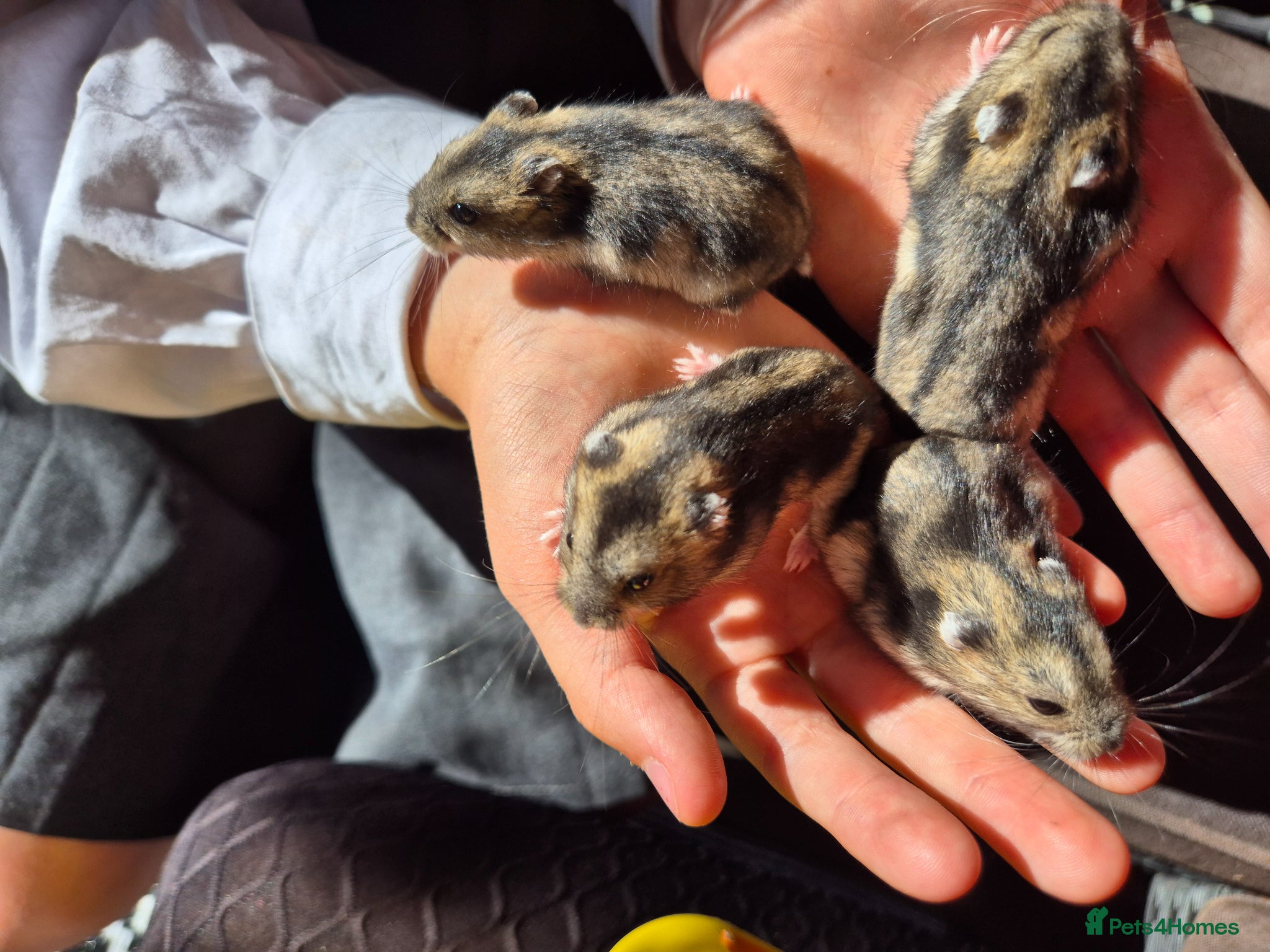 Hamster rodents for sale: Pedigree dwarf baby hamsters - Advert 2