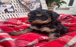 Cavapoo dogs for sale: Female Health tested Phantom Toy cavapoo  - Image 1