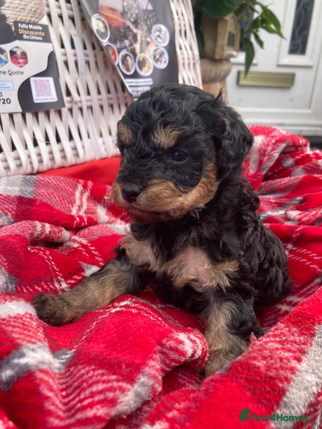 Cavapoo dogs for sale: Female Health tested Phantom Toy cavapoo  - Image 1