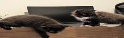 British Shorthair cats for sale: 3 British mixed breed kittens - Advert 8