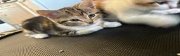 Mixed Breed cats for sale: Cute Kittens Looking for Their Forever Homes 🐱❤️ in Coventry - Advert 3
