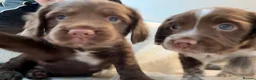 Sprocker dogs for sale: 2 Sprocker spaniel pups available for sale - Advert 7