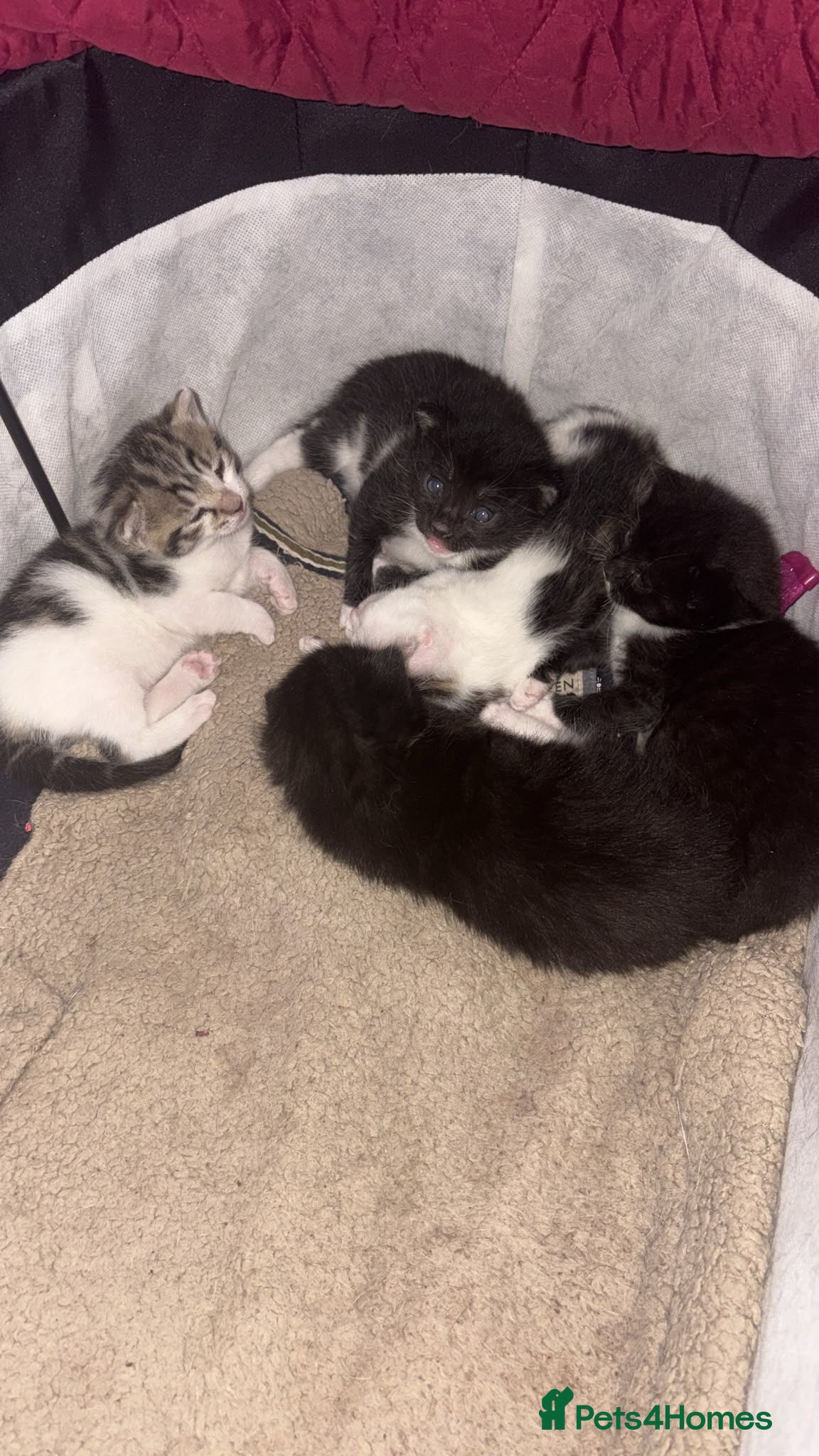 Mixed Breed cats Kittens for sale  - Advert 15