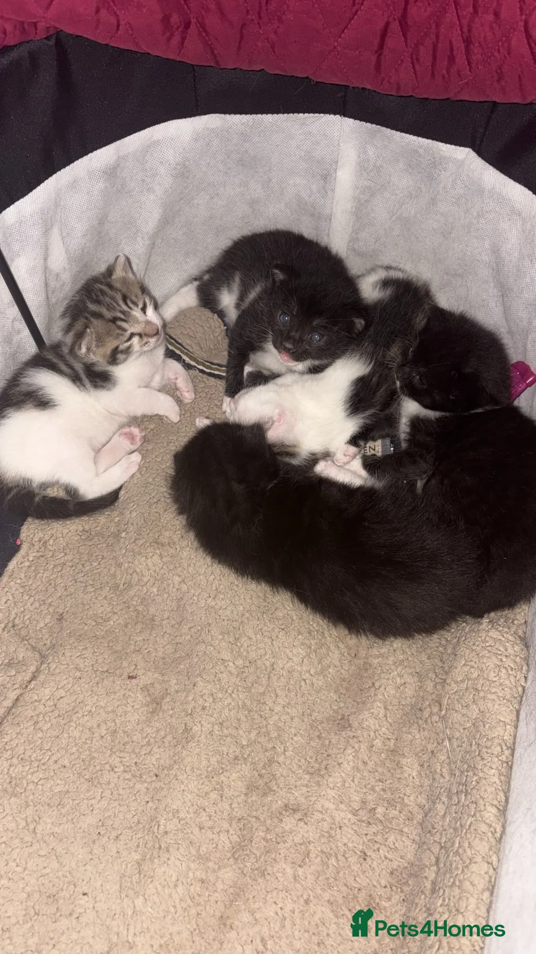 Mixed Breed cats for sale: Pls call  **   don't have time to check msg in Hinckley - Advert 2