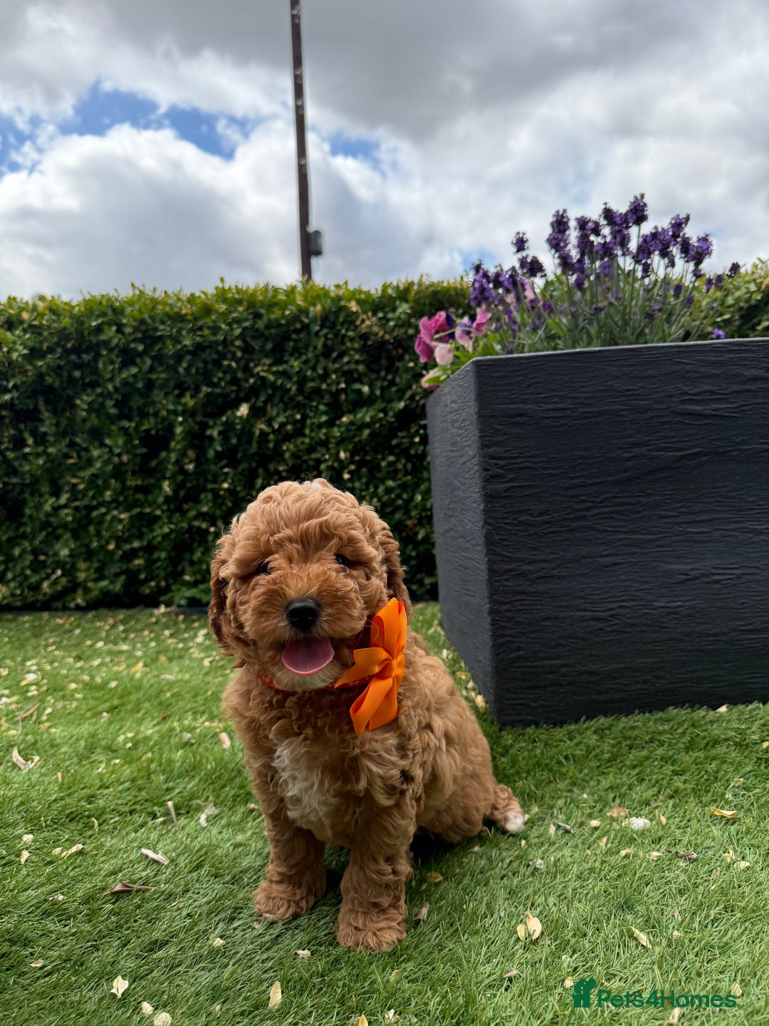 Poochon dogs for sale: Poochon puppies READY TO LEAVE 🐶  - Image 9
