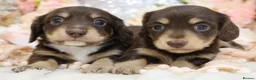 Miniature Dachshund dogs for sale: KC Longhair Miniature Dachshund Puppies - Advert 6