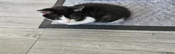 Mixed Breed cats for sale: 5 beautiful Maine Coon mix kittens  - Advert 9