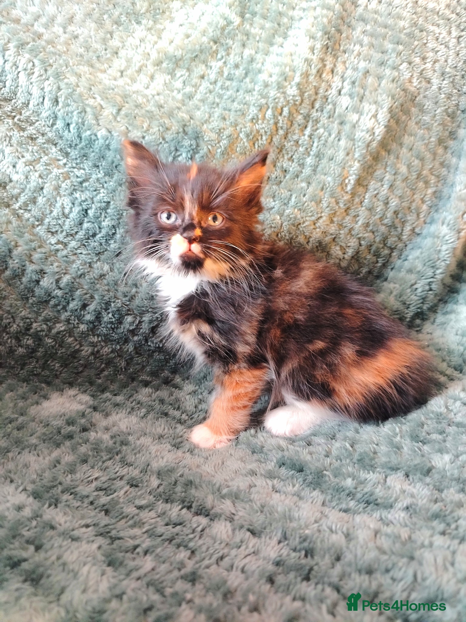 Mixed Breed cats for sale: Female tabby kittens - Advert 2