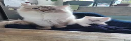 Ragdoll cats for sale: Registered purebred lilac tabby / lynx - Advert 15