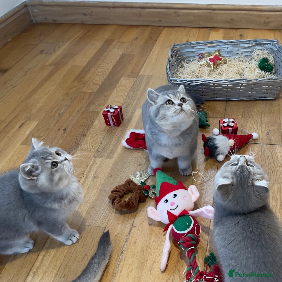 British Shorthair cats for sale: 3 GCCF British Shorthair Kittens– Champion Lines - Advert 19