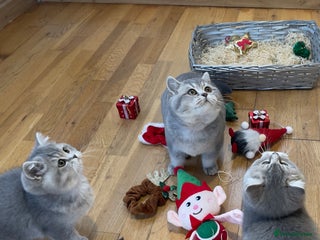 British Shorthair cats 3 GCCF British Shorthair Kittens– Champion Lines - Advert 1