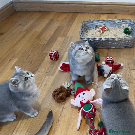 British Shorthair cats 3 GCCF British Shorthair Kittens– Champion Lines - Advert 2