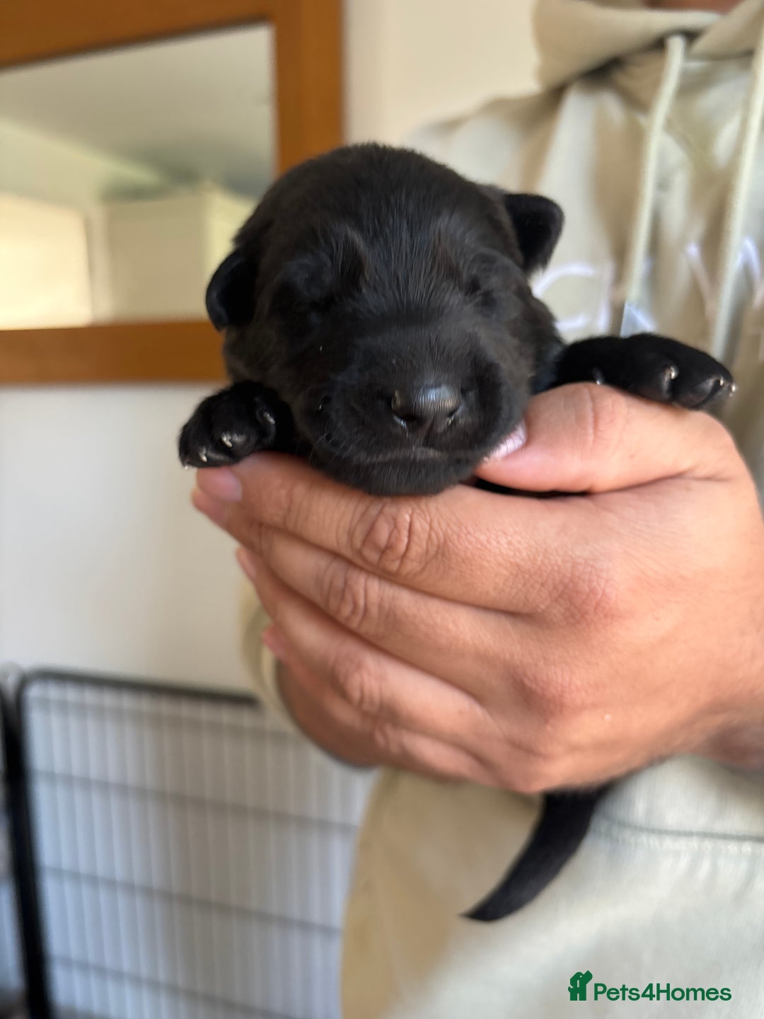German Shepherd dogs for sale: KC Registered Working Line German Shepherd Puppies - Image 10