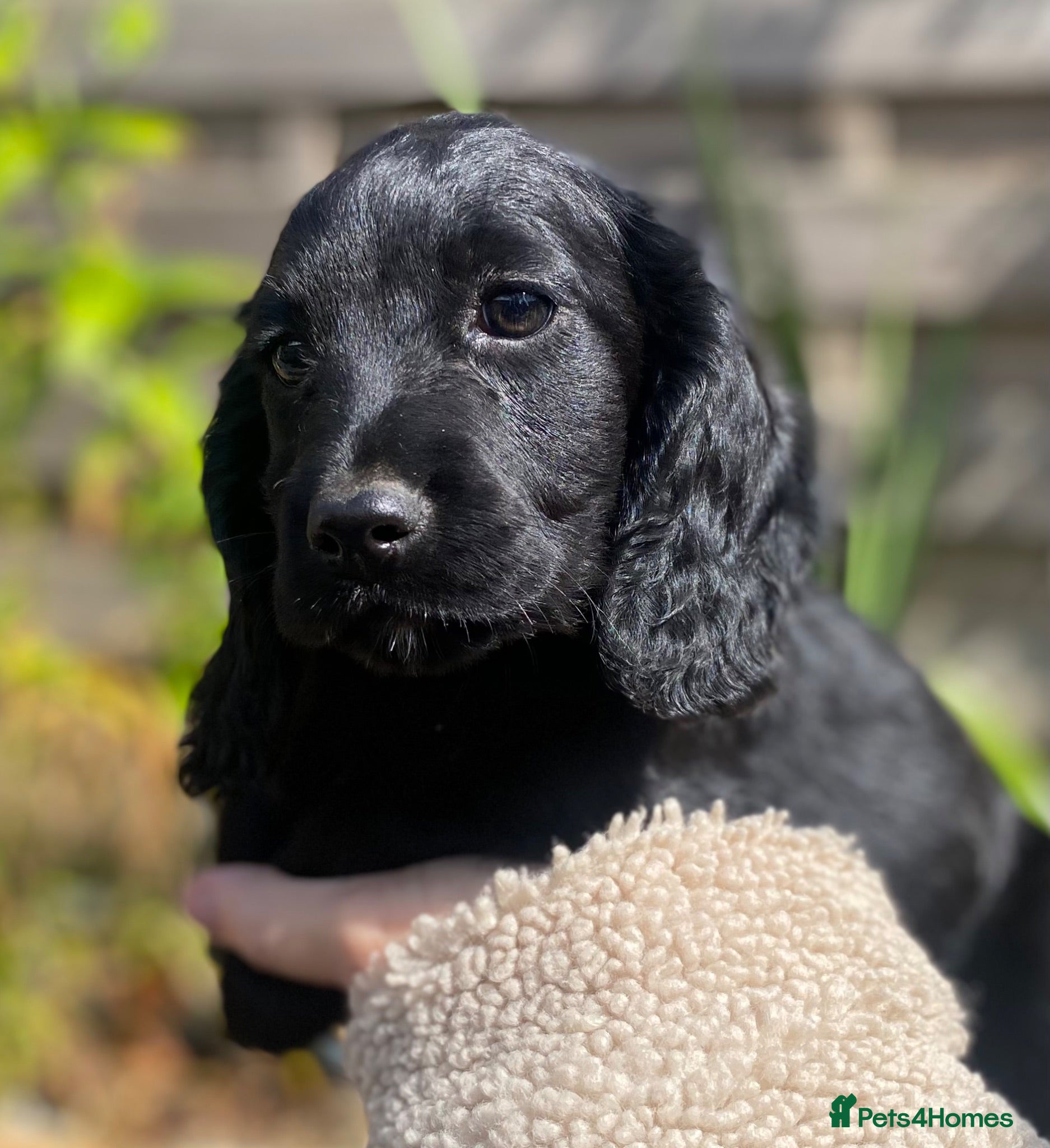 Cocker Spaniel dogs  Beautiful Working Cocker Spaniels Puppies - Advert 1