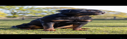 Rottweiler dogs for stud: Proven kc reg Health tested hip and elbow scored in Windsor - Advert 8